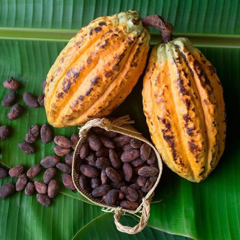 Did you know chocolate was once used as money?
