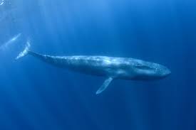 Largest Mammal Blue Whale